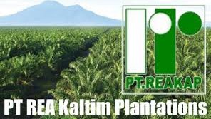 Gaji PT REA Kaltim Plantations